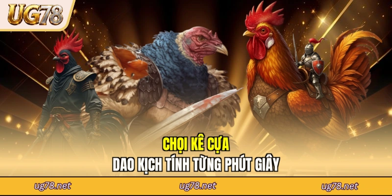 Chọi kê cựa dao kịch tính từng phút giây