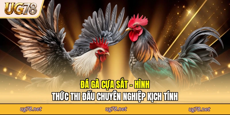 Đá Gà Cựa Sắt - Hình Thức Thi Đấu Chuyên Nghiệp Kịch Tính