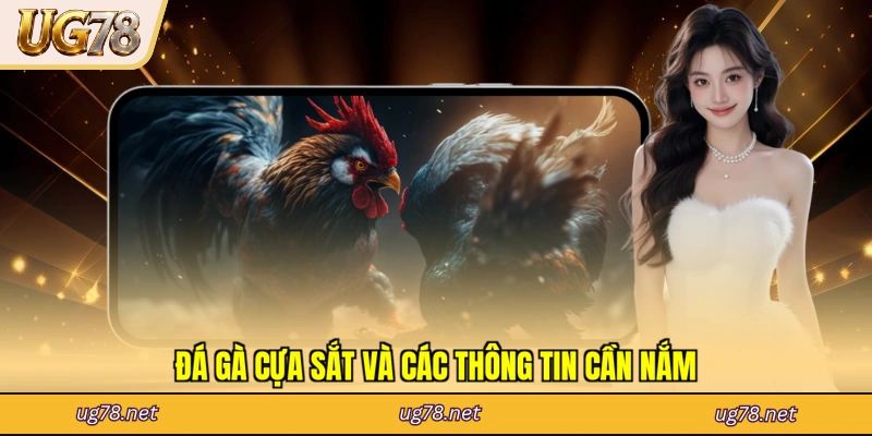 Đá gà cựa sắt và các thông tin cần nắm