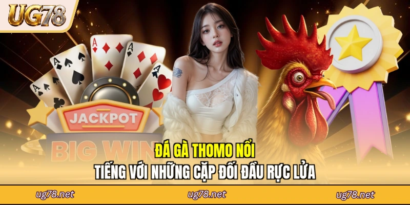 Đá Gà Thomo Nổi Tiếng Với Những Cặp Đối Đầu Rực Lửa