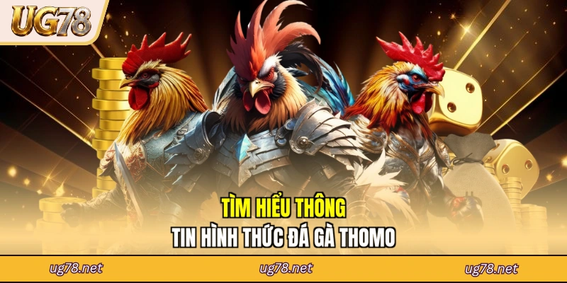 Tìm hiểu thông tin hình thức đá gà Thomo